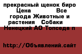 прекрасный щенок биро › Цена ­ 20 000 - Все города Животные и растения » Собаки   . Ненецкий АО,Топседа п.